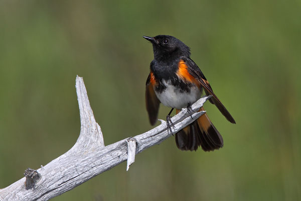 American Redstart © Russ Chantler